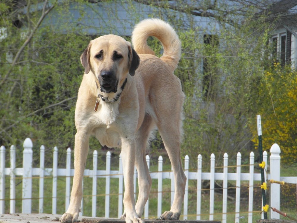 Wingin' it Farms LGD Anatolian Shepherd Dog Callie.JPG