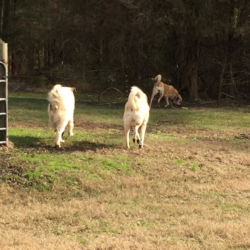 Wingin' it Farms LGD pups in training 10 months Anatolian-Pyrenees (15).JPG