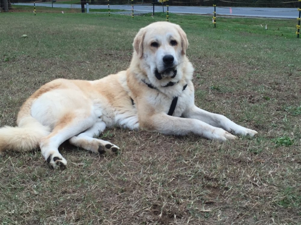 Wingin' it Farms LGD pups in training 10 months Anatolian-Pyrenees (4).JPG