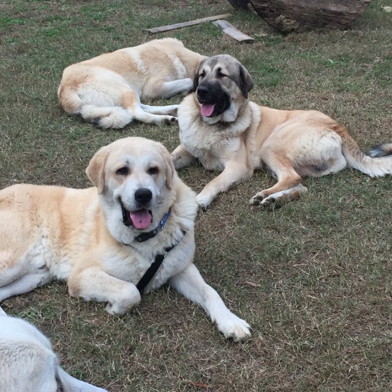 Wingin' it Farms LGD pups in training 10 months Anatolian-Pyrenees (7).JPG