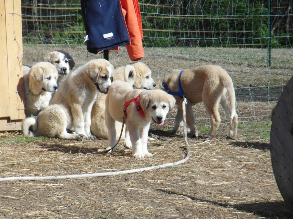 Wingin' it Farms LGD Pups training to hotwire (2).JPG