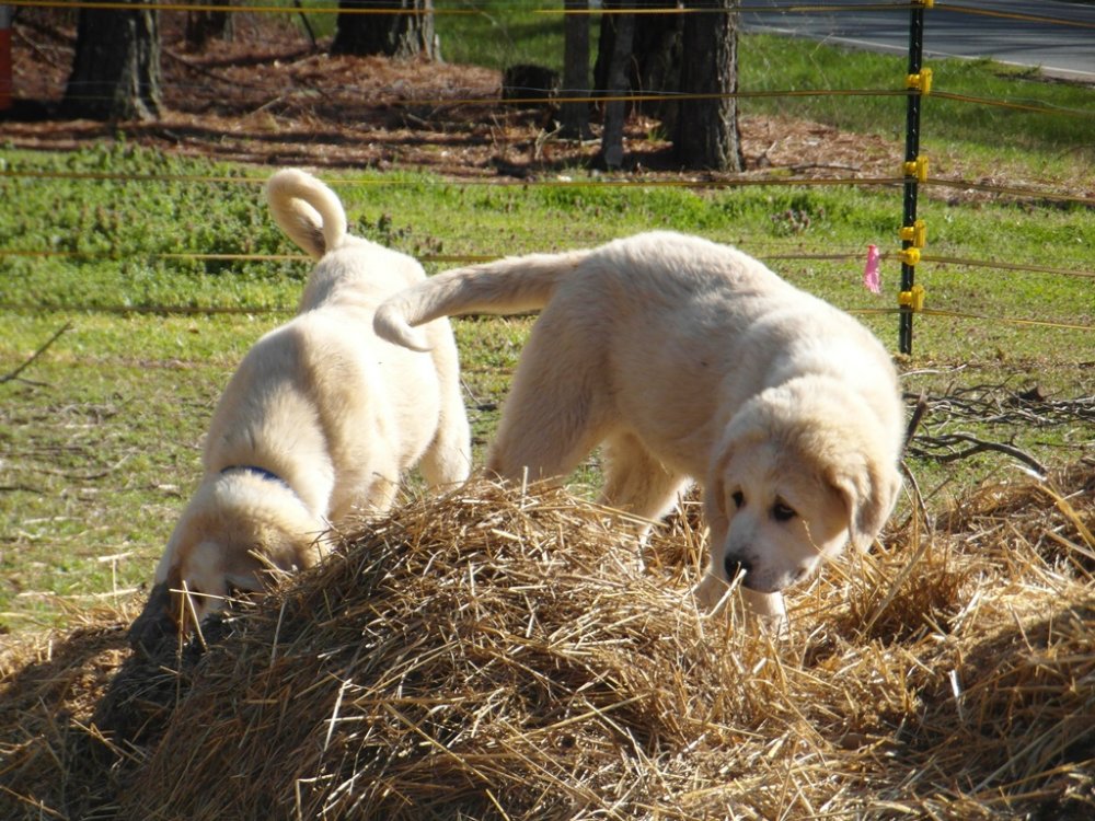 Wingin' it Farms LGD Pups training to hotwire (5).JPG