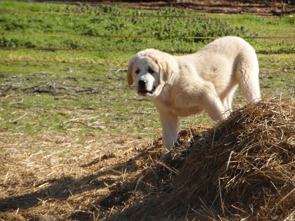 Wingin' it Farms LGD Pups training to hotwire Green.JPG