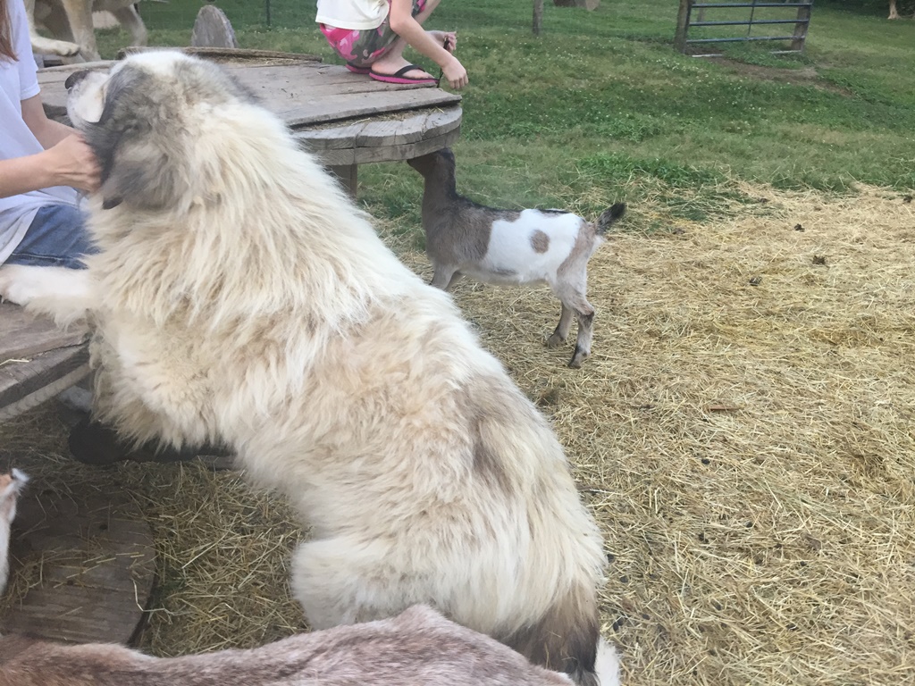 Wingin' it Farms Livestock Guardian Dogs (1).JPG