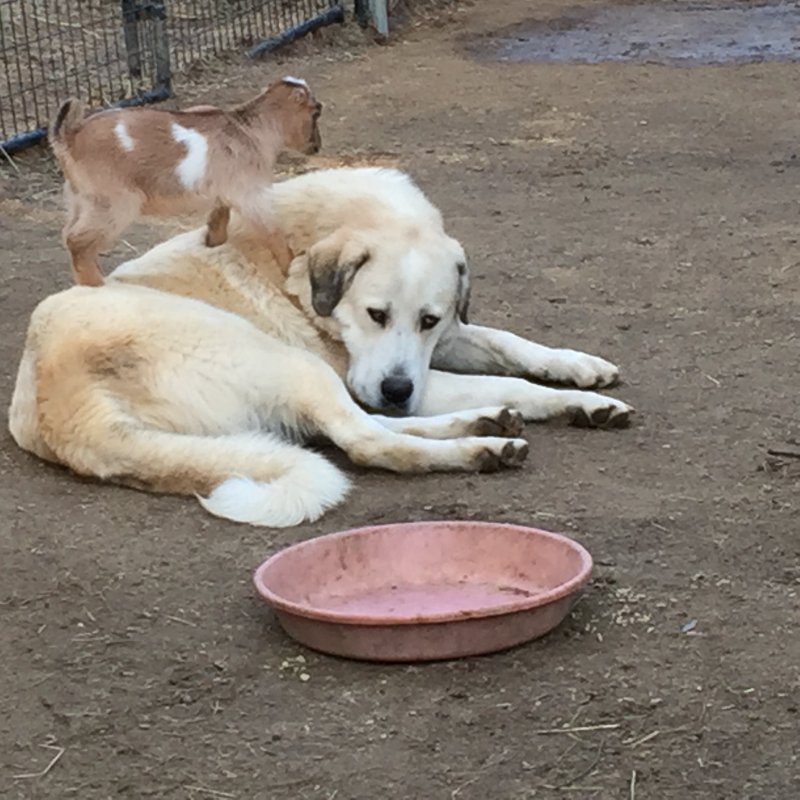 Wingin' it Farms Livestock Guardian Dogs 12 months with new kids 035.JPG