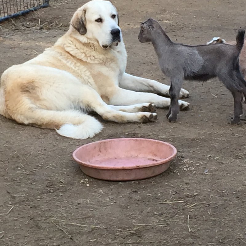 Wingin' it Farms Livestock Guardian Dogs 12 months with new kids 040.JPG