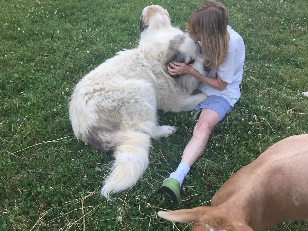 Wingin' it Farms Livestock Guardian Dogs (2).JPG