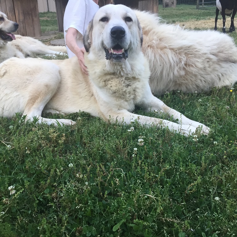 Wingin' it Farms Livestock Guardian Dogs (3).JPG