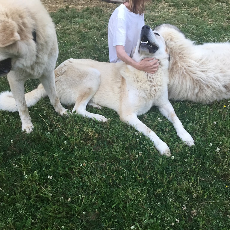 Wingin' it Farms Livestock Guardian Dogs (4).JPG