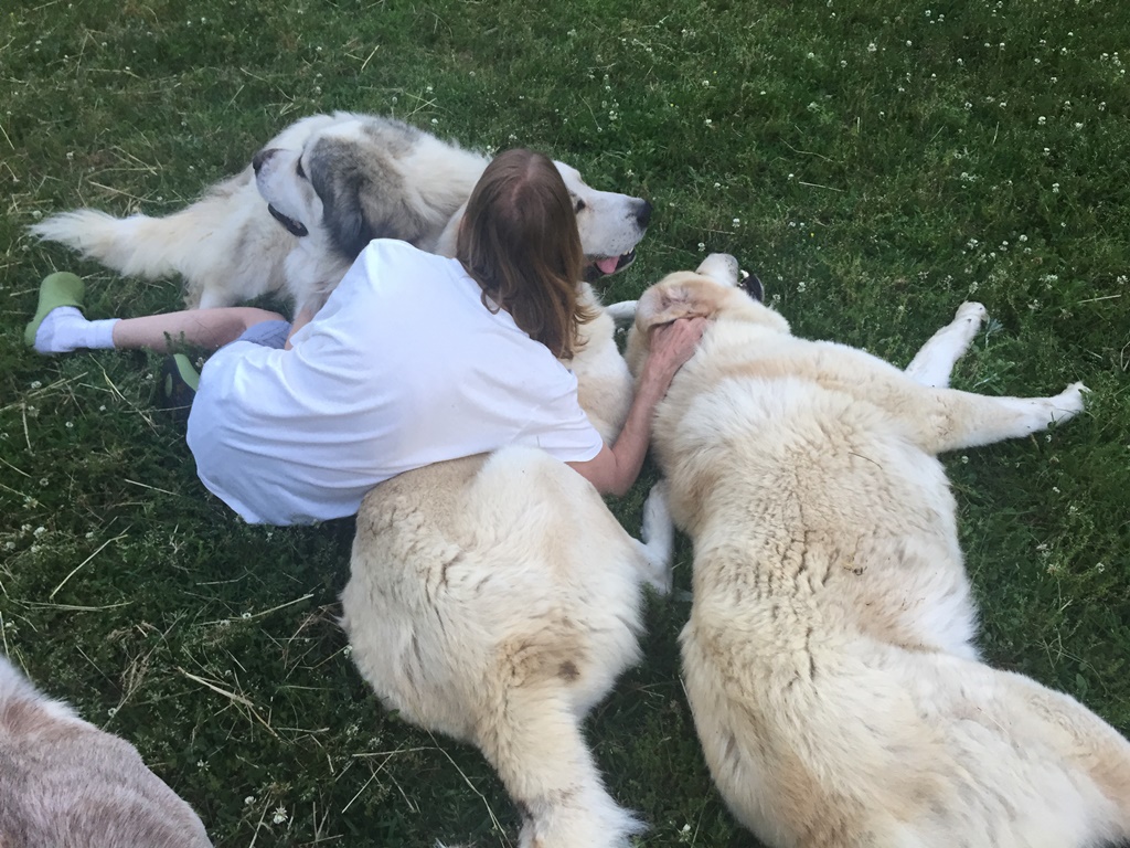 Wingin' it Farms Livestock Guardian Dogs (5).JPG