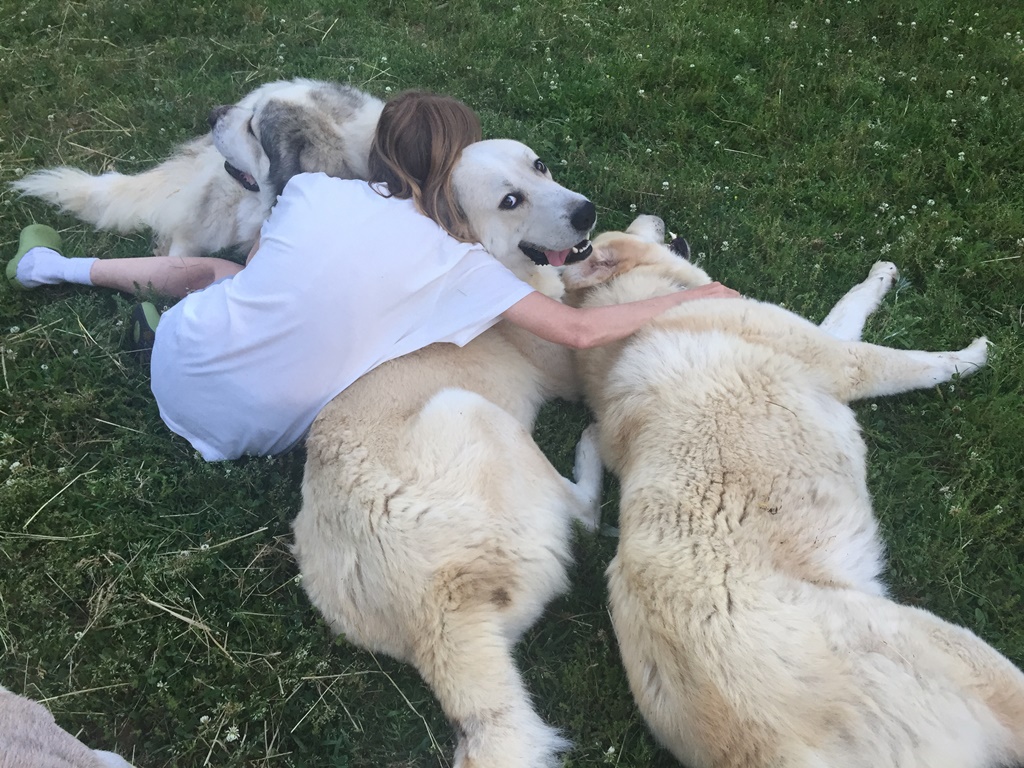 Wingin' it Farms Livestock Guardian Dogs (6).JPG