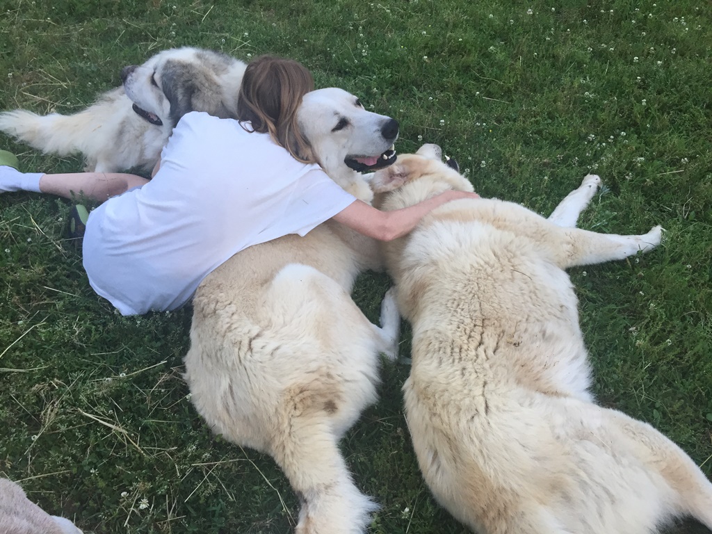 Wingin' it Farms Livestock Guardian Dogs (7).JPG