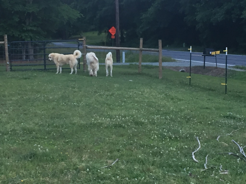 Wingin' it Farms Livestock Guardian Dogs (8).JPG