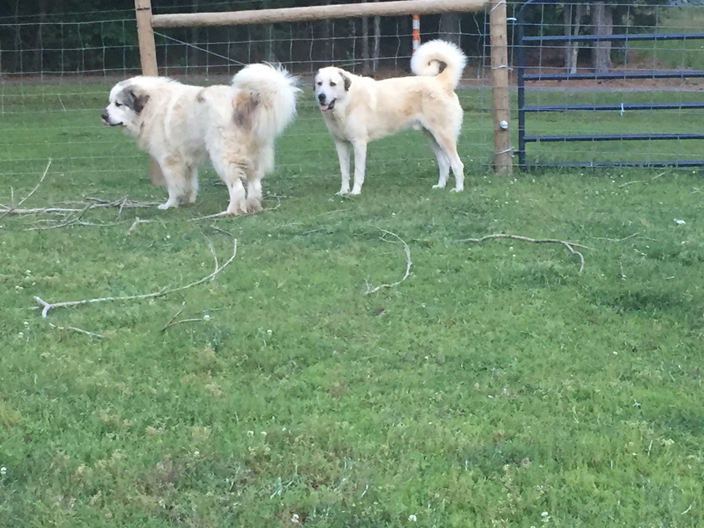 Wingin' it Farms Livestock Guardian Dogs (9).JPG