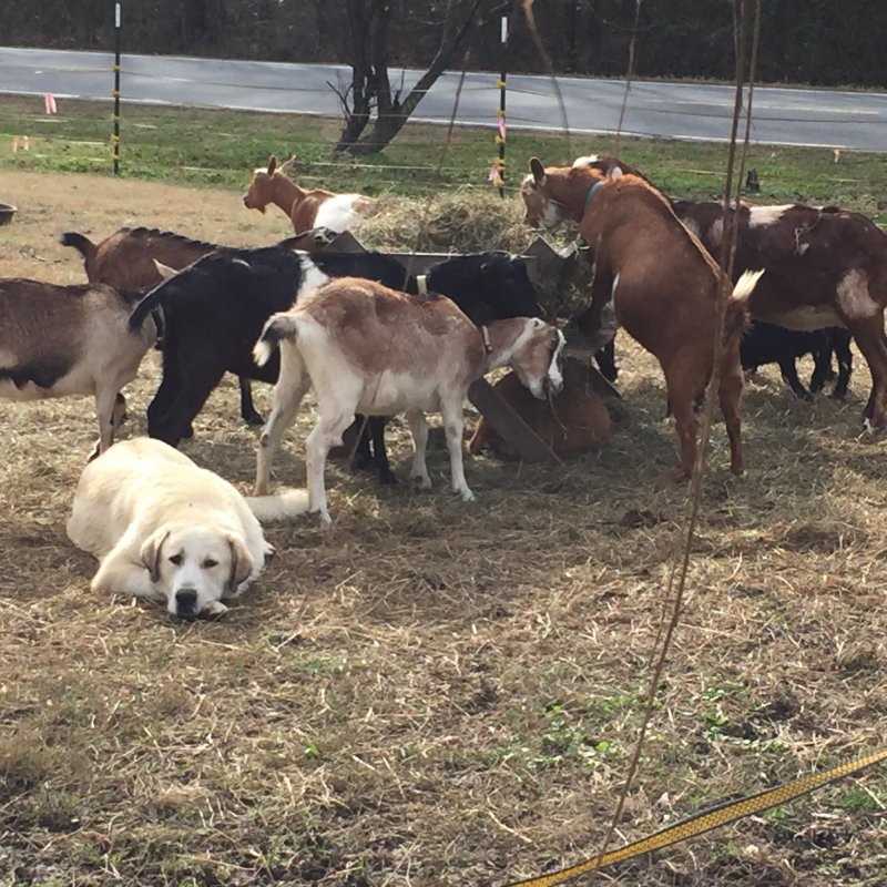 Wingin' it Farms Livestock Guardian Dogs Anatolian-Pyrenees pups in training (1).JPG