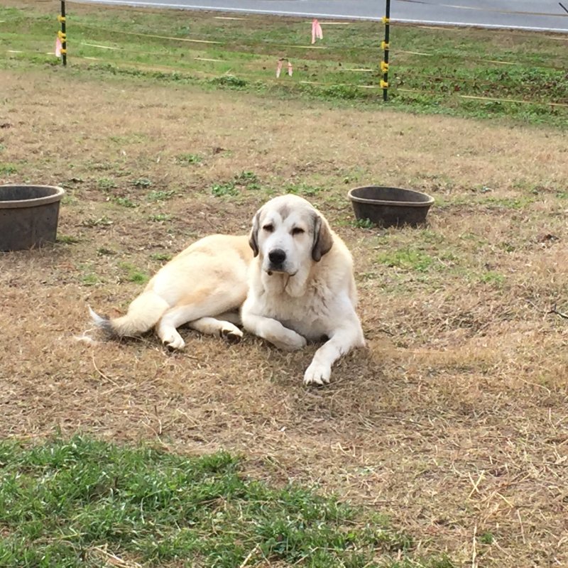 Wingin' it Farms Livestock Guardian Dogs Anatolian-Pyrenees pups in training (14).JPG