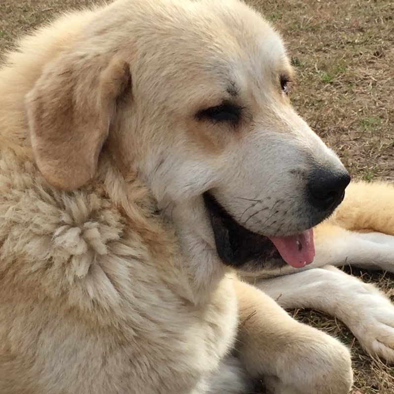 Wingin' it Farms Livestock Guardian Dogs Anatolian-Pyrenees pups in training (16).JPG