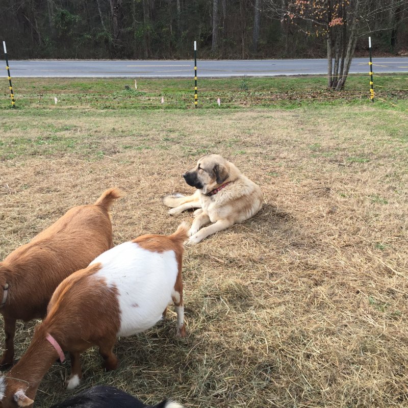 Wingin' it Farms Livestock Guardian Dogs Anatolian-Pyrenees pups in training (19).JPG