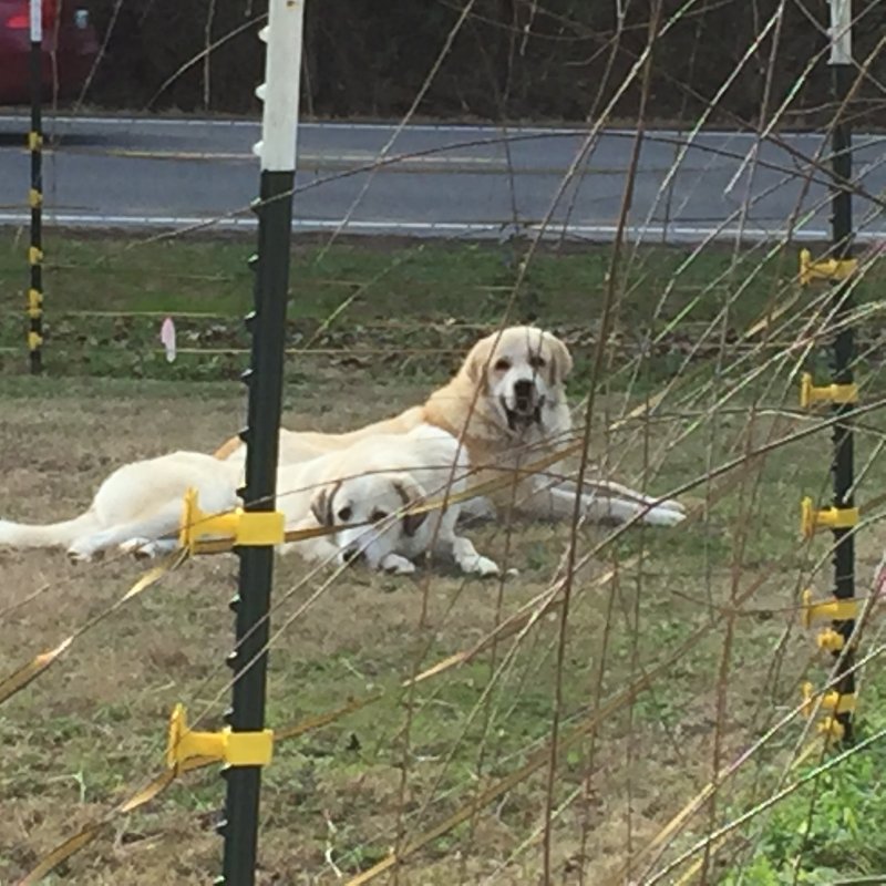 Wingin' it Farms Livestock Guardian Dogs Anatolian-Pyrenees pups in training (34).JPG