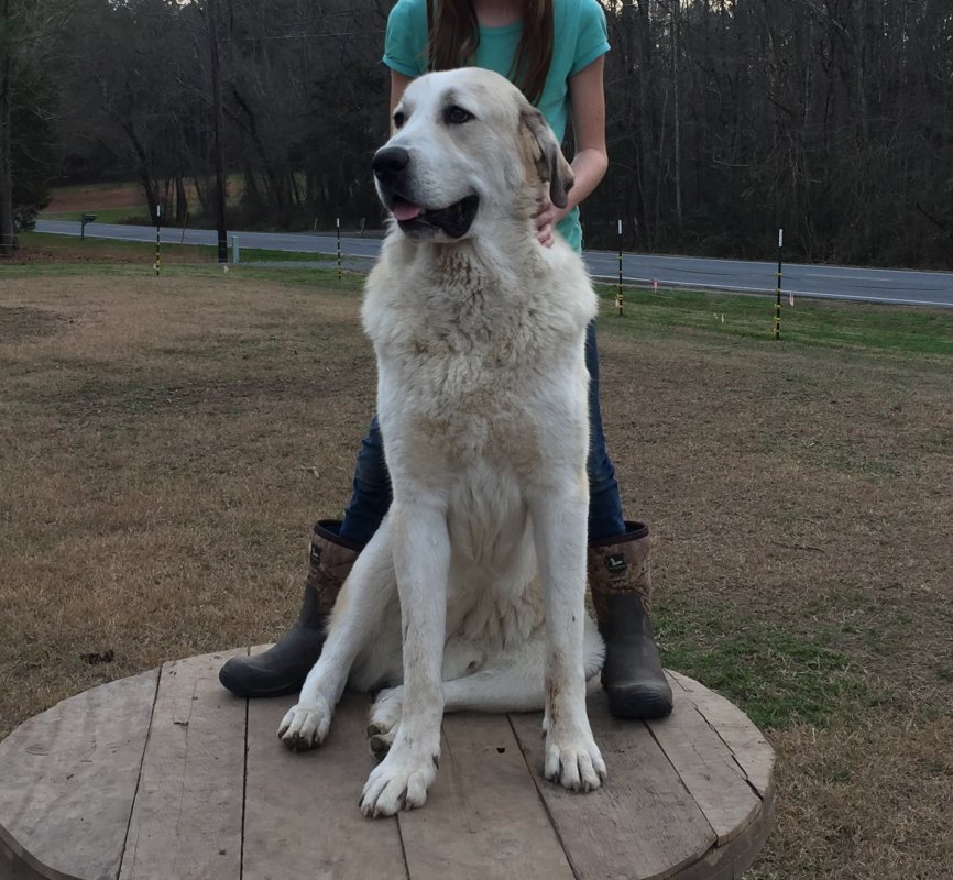 Wingin' it Farms Livestock Guardian Dogs Anatolian-Pyrenees pups in training (44).JPG