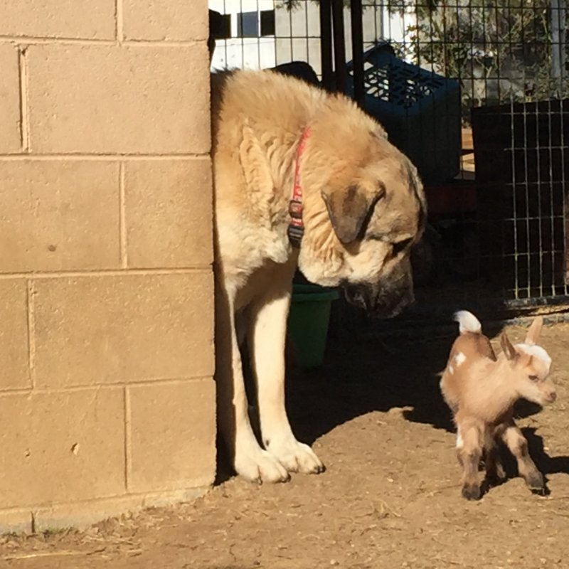 Wingin' it Farms Livestock Guardians 12months with new kids 085.JPG