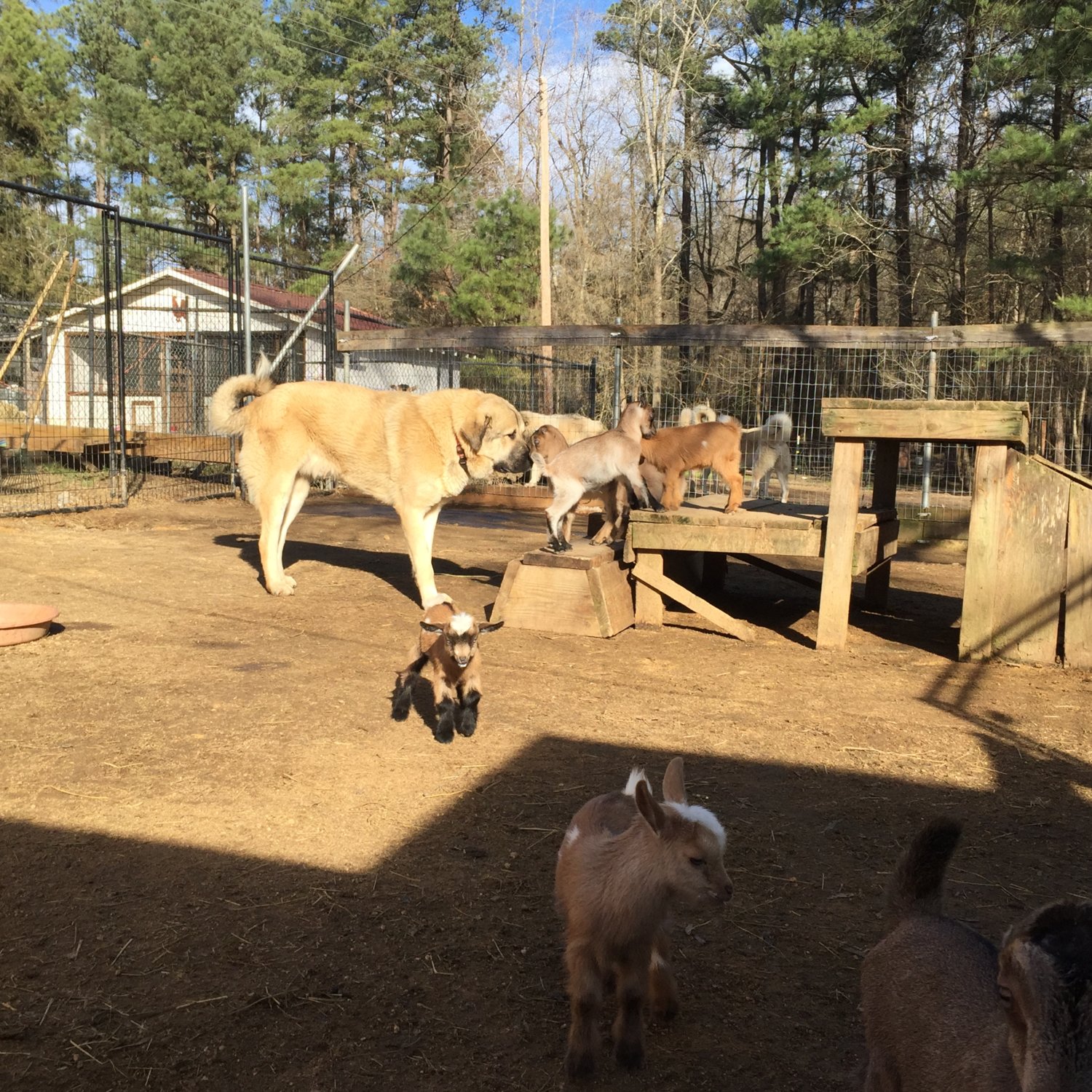 Wingin' it Farms Livestock Guardians 12months with new kids 091.JPG