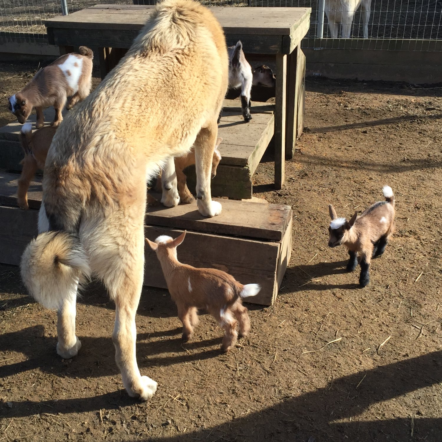 Wingin' it Farms Livestock Guardians 12months with new kids 106.JPG