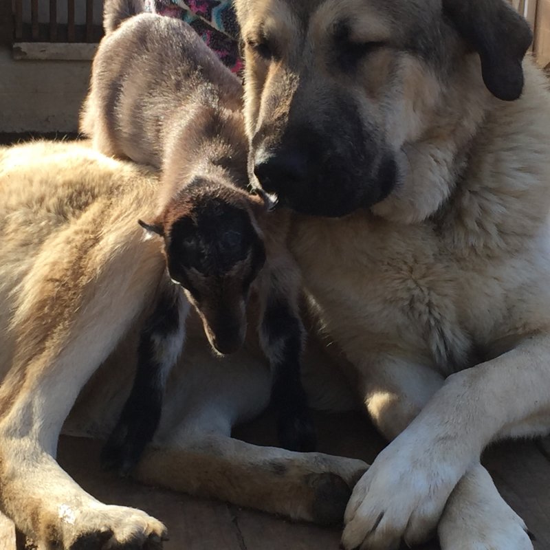 Wingin' it Farms Livestock Guardians 12months with new kids 115.JPG