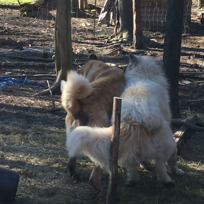 Wingin' it Farms Livestock Guardians- Callie returns to her field 1 year later (1).JPG