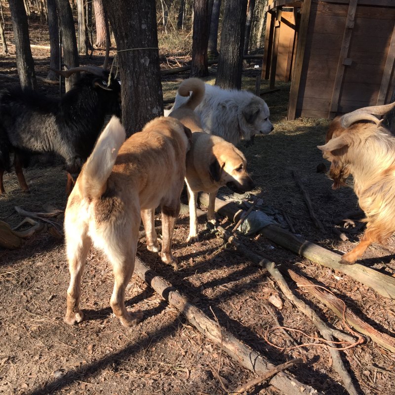 Wingin' it Farms Livestock Guardians- Callie returns to her field 1 year later (4).JPG