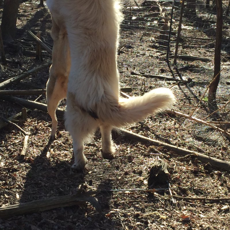 Wingin' it Farms Livestock Guardians- Callie returns to her field 1 year later (5).JPG