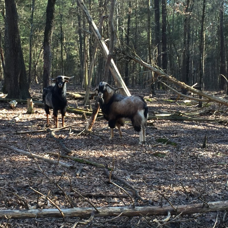 Wingin' it Farms Livestock Guardians- Callie returns to her field 1 year later (6).JPG