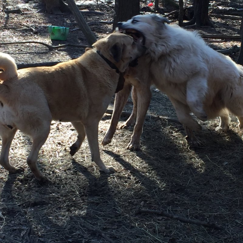 Wingin' it Farms Livestock Guardians- Callie returns to her field 1 year later (8).JPG