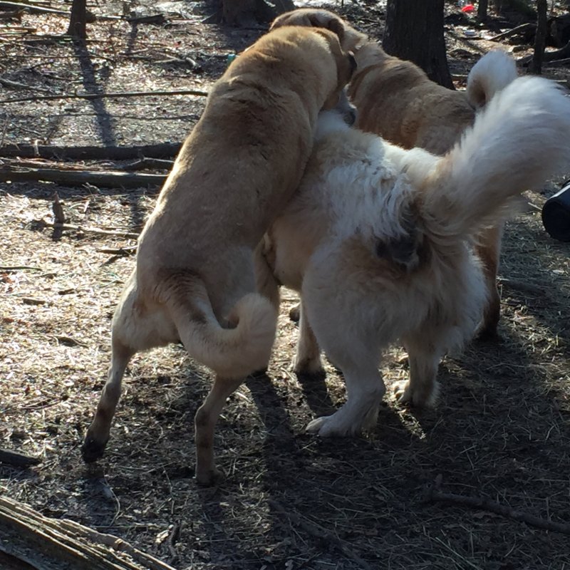 Wingin' it Farms Livestock Guardians- Callie returns to her field 1 year later (9).JPG