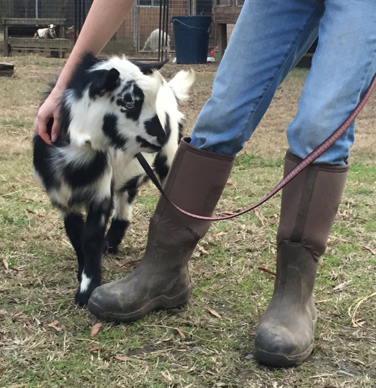 Wingin' it Farms Nigerian Dwarf.JPG