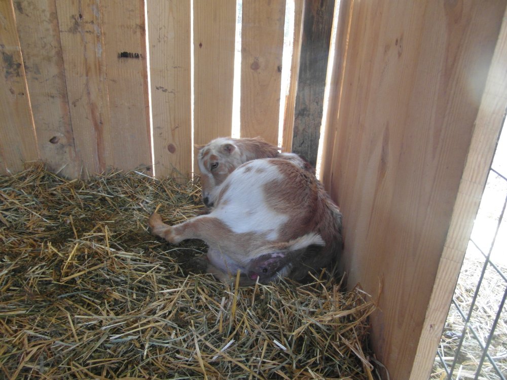 Wingin' it Farms Nigerian Dwarf Naomi in labor (2).JPG