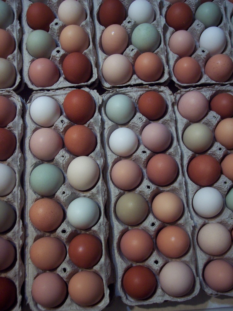 Wingin' it Farms Poultry - our eggs (1).jpg