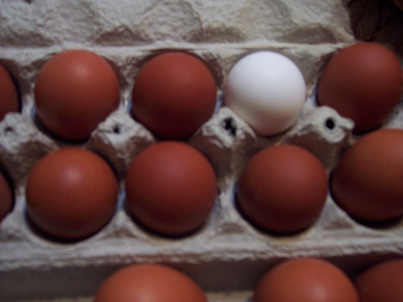 Wingin' it Farms Poultry - our eggs (2).jpg