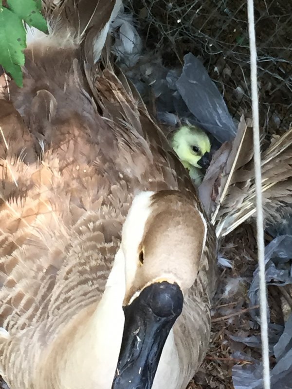 Wingin' it Farms Waterfowl Brown Chinese Gosling 1 day.JPG