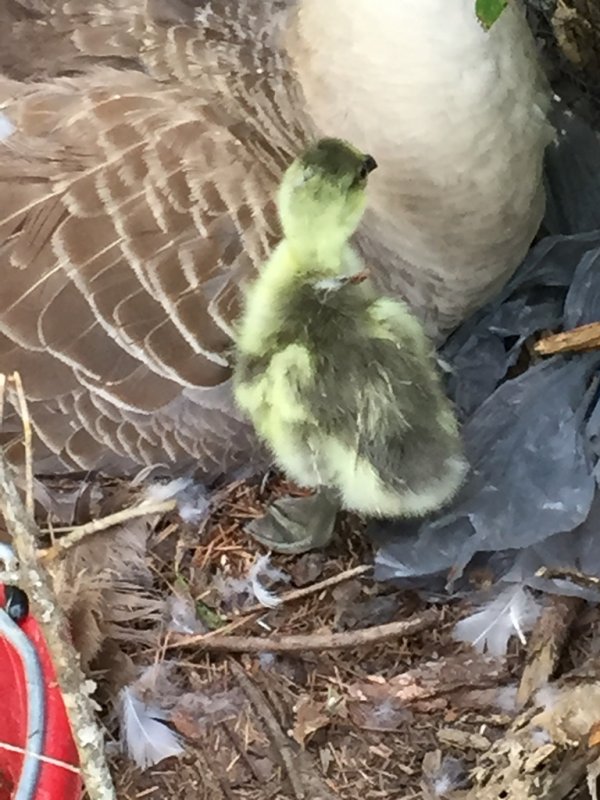 Wingin' it Farms Waterfowl Brown Chinese Gosling (2).JPG