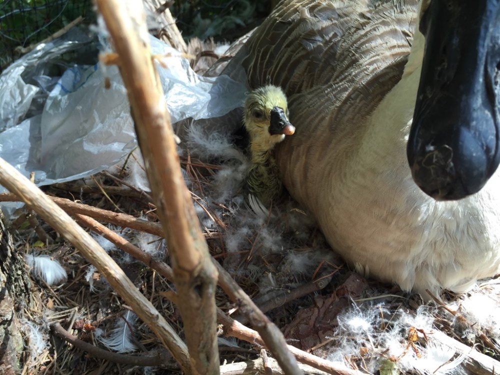 Wingin' it Farms Waterfowl Brown Chinese Gosling Just hatched.JPG