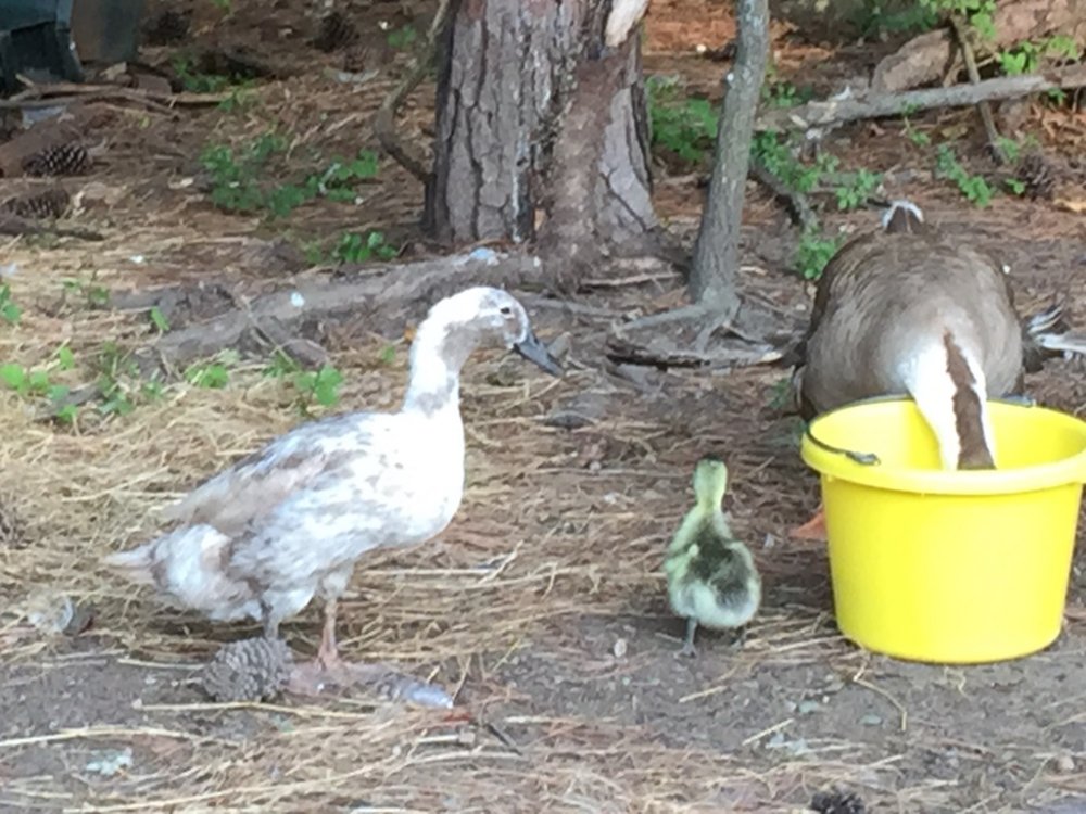 Wingin' it Farms Waterfowl Brown Chinese Gosling with Nanny Duck.JPG