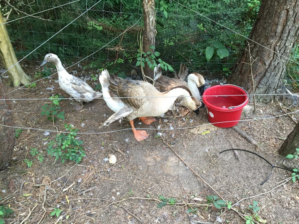 Wingin' it Farms Waterfowl Brown Chinese Gosling with parents and Nanny Duck.JPG