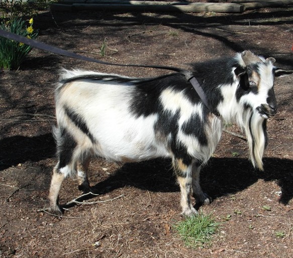 Wingin' it Farms Will.JPG