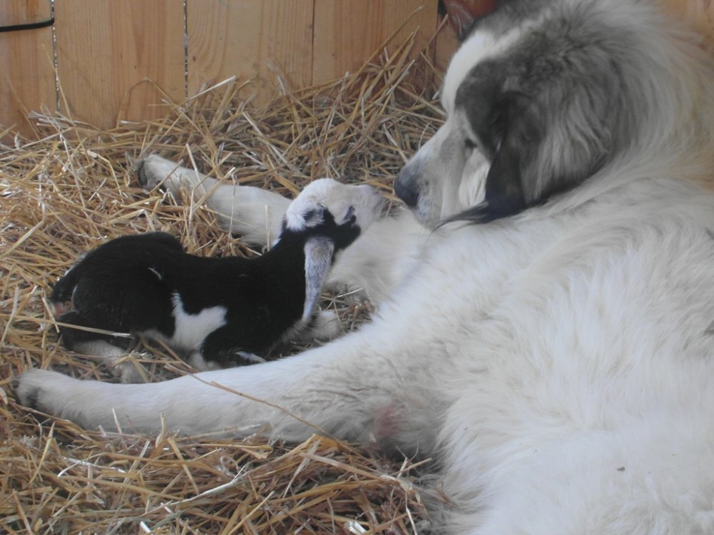 Wingin' it Farms Wings&Caprines Livestock Guardian Dog Miniature Nubian kidding.JPG