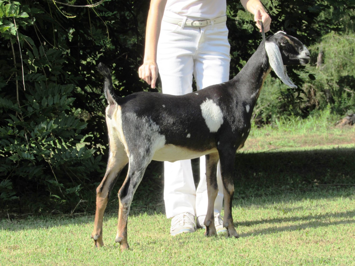 Wings & Caprines Black Jade 5 months (1).JPG