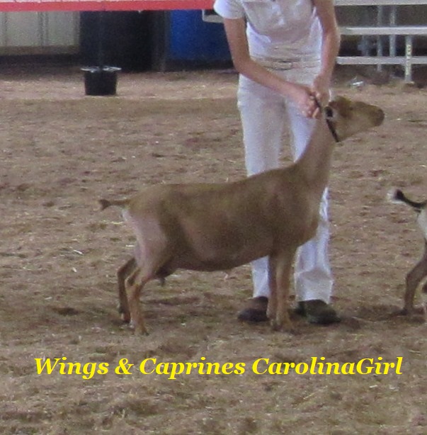 Wings & Caprines Carolina Girl 2nd place 2x NRV - Copy.JPG
