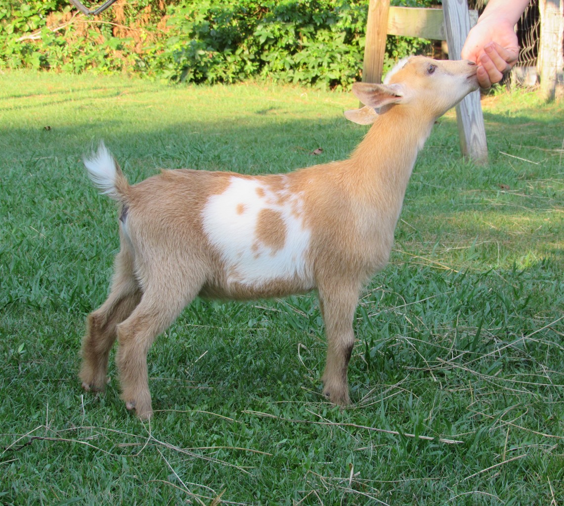 Wings & Caprines Carolina Girl doeling Willow 2018.JPG