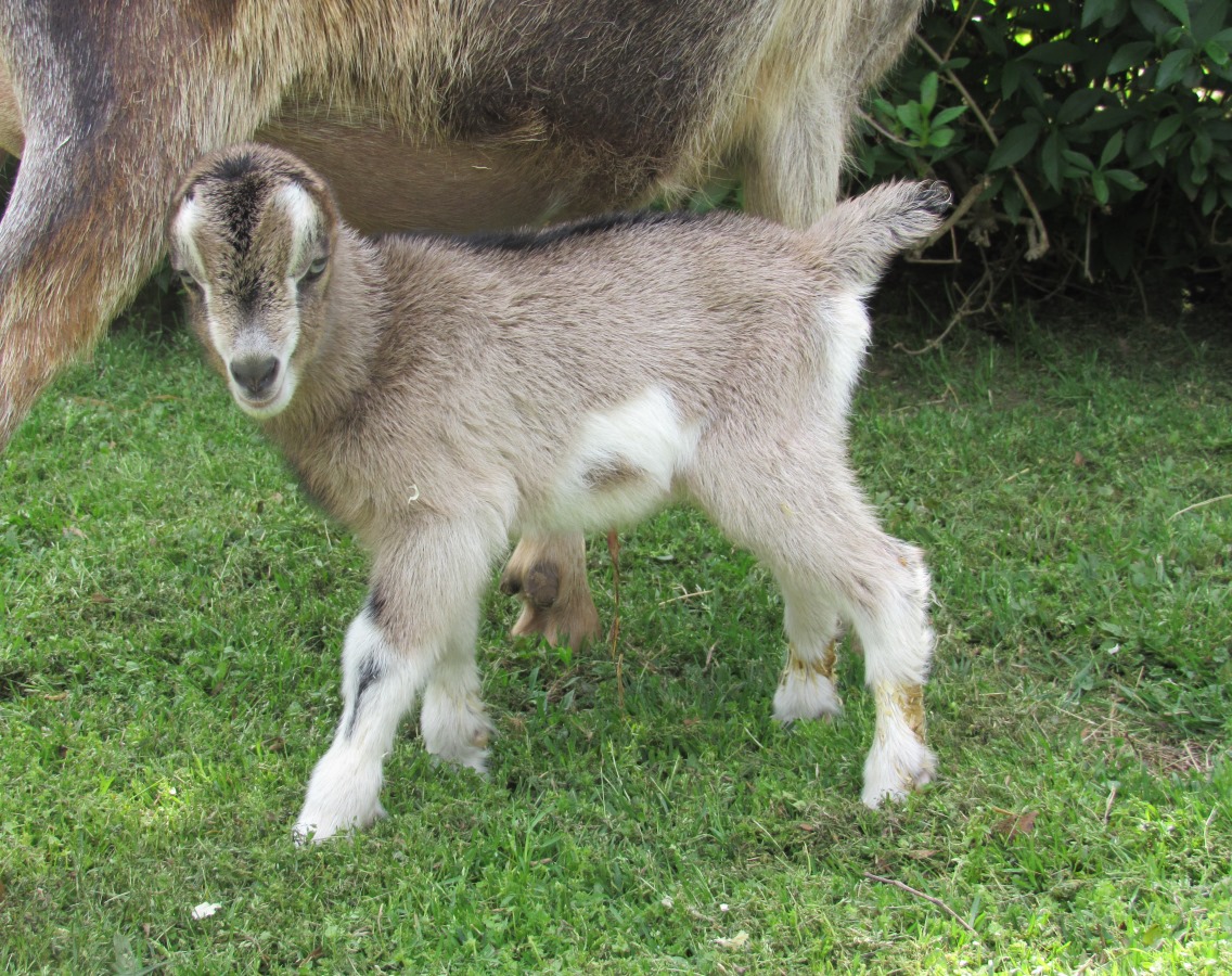 Wings & Caprines Charlotte Bronte' buckling kid FF2YO (3).JPG