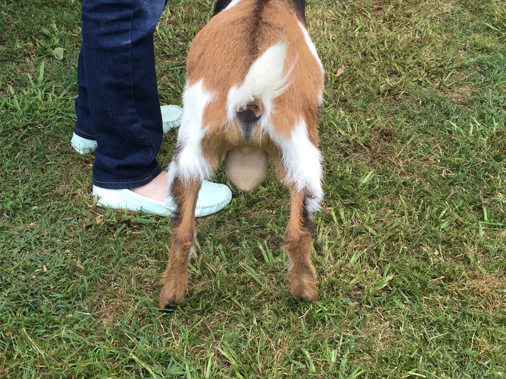 Wings & Caprines Jalepeno Nigerian Dwarf  J-1 (2).JPG